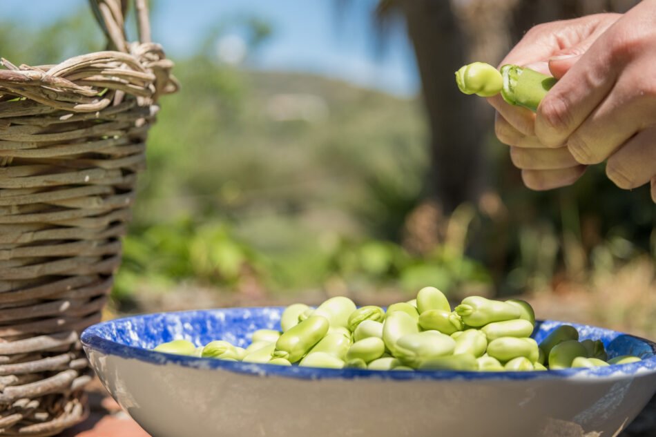 Fava Bean Ingredients